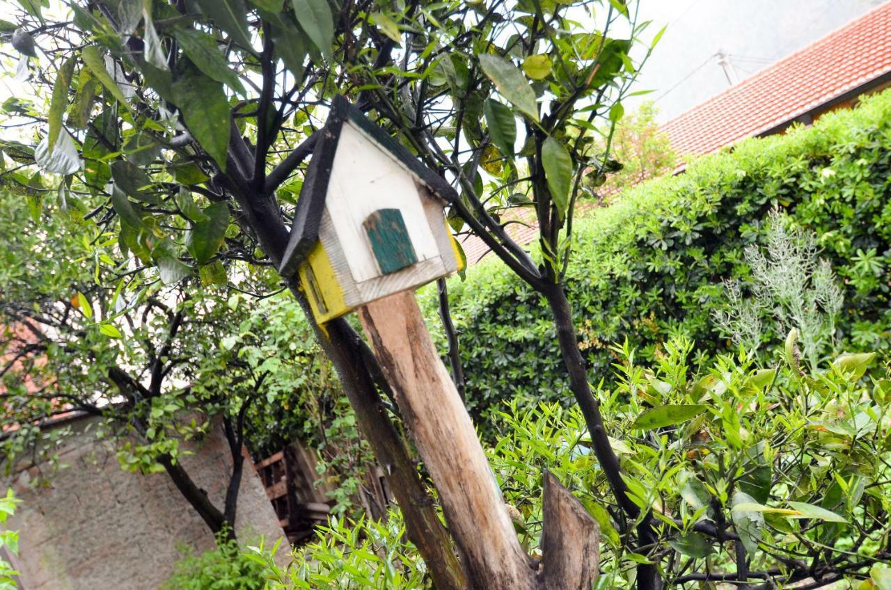 Apartment Buki Kotor Dış mekan fotoğraf